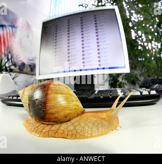 Lèvres Rose escargot agate GIANT AFRICAN SNAIL Achatina immaculata panthera var deux ton seul animal plus rampante d'un bureau Banque D'Images