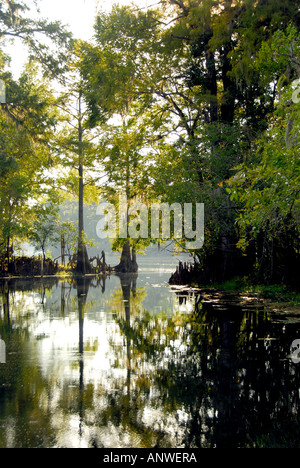 Floride Fanning Springs State Park de cyprès Banque D'Images