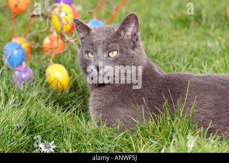 Chat chartreux - lying on meadow Banque D'Images