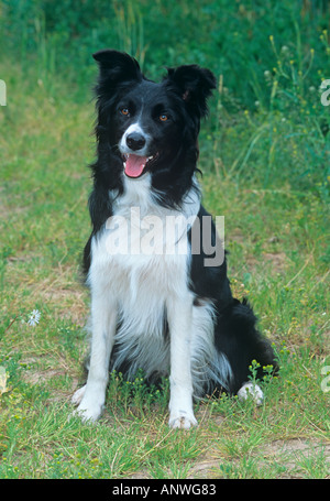Border Collie travaillant sur Welsh hill farm Banque D'Images