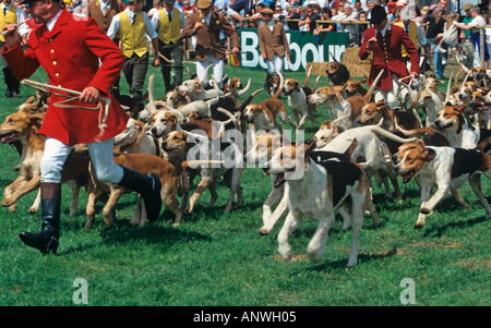 Fox Hound Pack à County Show Banque D'Images