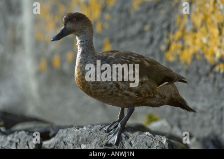 Patagonian Crested Duck Lophonetta specularioides s debout sur la carcasse après l'alimentation humide Rock Island West Falkland Banque D'Images