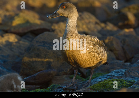 Patagonian Crested Duck Lophonetta specularioides s. l'article sur rock au coucher du soleil du sud de l'île West Falkland carcasse Banque D'Images