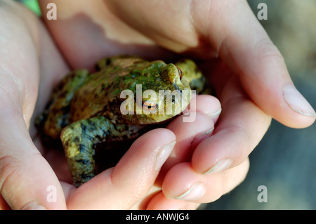 Crapaud commun européen ( Bufo bufo ) siégeant à la main d'un enfant Banque D'Images