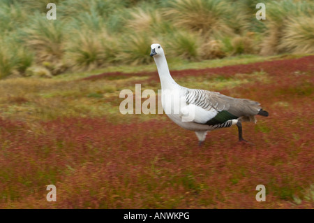 Rousse (Chloephaga picta Upland leucoptera) mâle adulte marche sur terrain avec la floraison de la petite oseille (Rumex acetosella) Falkland Banque D'Images