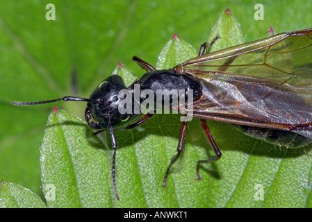 Un alate de macro Banque D'Images