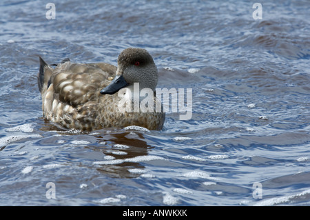 Patagonian Crested Duck Lophonetta specularioides sweaming s. sur l'étang de castors Sea Lion Island East Falkland Banque D'Images