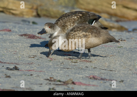 Patagonian Crested Duck Lophonetta specularioides s. paire adultes se nourrissent de la carcasse de la rive ouest de l'île Îles Falkland Banque D'Images