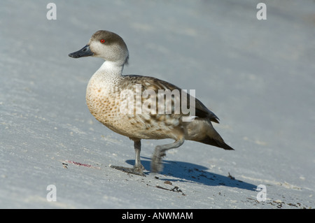 Patagonian Crested Duck Lophonetta specularioides s. Balades adultes sur la plage de l'île de la Carcasse West Falkland Banque D'Images