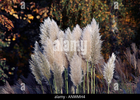 L'herbe de la pampa (cortaderia selloana) dans un jardin Banque D'Images