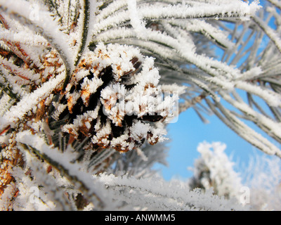 Branche d'un sapin avec les cônes recouverts de givre Banque D'Images