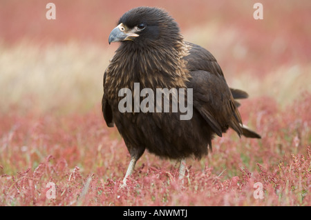 Caracara strié (Phalcoboenus australis) peuplements juvéniles dans la floraison de la petite oseille (Rumex acetosella) l'île de Sea Lion Banque D'Images