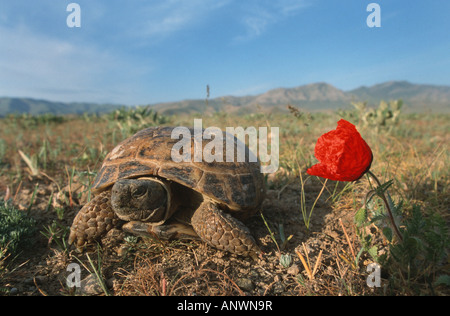 La tortue d'Horsfield, quatre orteils, tortue tortue d'Asie centrale (Agrionemys horsfieldi Testudo horsfieldii,), et rouge coquelicot en Banque D'Images