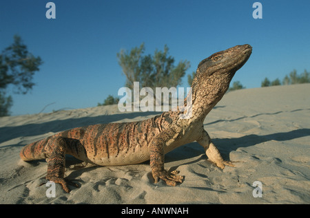 Moniteur du désert, Agra moniteur (Varanus griseus), Désert moniteur dans son habitat, l'Ouzbékistan, Kyzylkum Banque D'Images