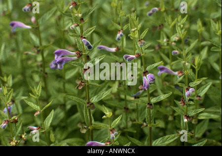 Scutellaire commune, marsh calotte, calotte, scutellaire (Scutellaria galericulata à capuchon), plantes fleuries Banque D'Images