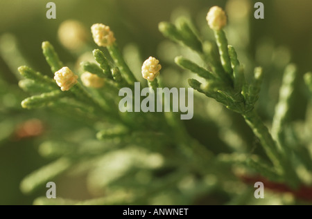 Parfumé au citron cyprès (Cupressus macrocarpa 'Goldcrest', Cupressus macrocarpa Goldcrest), les fleurs mâles Banque D'Images