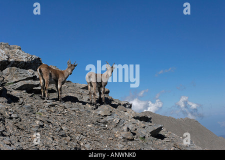 Jung des bouquetins (Capra ibex) Banque D'Images