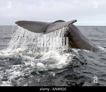 Queue de baleine, Cachalot plongée profondément dans la baie Trinity, péninsule de Bonavista, Terre-Neuve, Canada Banque D'Images