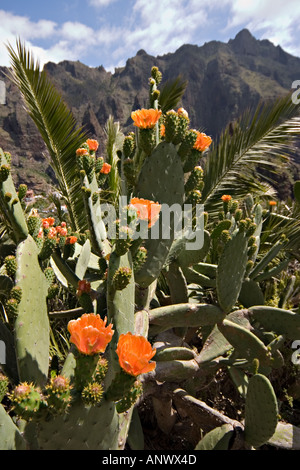 Fleurs à l'oponce de l'est genre Opuntia Santiago del Teide Tenerife Espagne Europe Banque D'Images