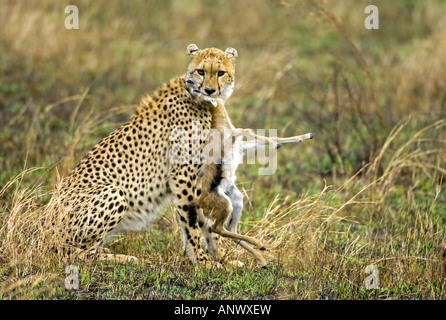 Le Guépard (Acinonyx jubatus), a attrapé un jeune Thomson's gaselle, Kenya, Masai Mara National Park Banque D'Images