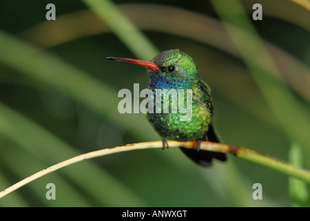 Large-billed hummingbird (Cynanthus latirostris), Sitting on twig Banque D'Images