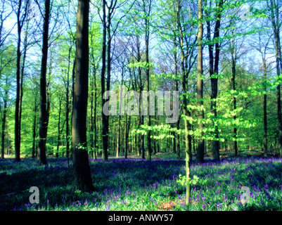 Arbres en forêt printemps violet tapis de fleurs jacinthes à même le sol forestier lake district Angleterre Royaume-Uni résumé mouvement floue Banque D'Images