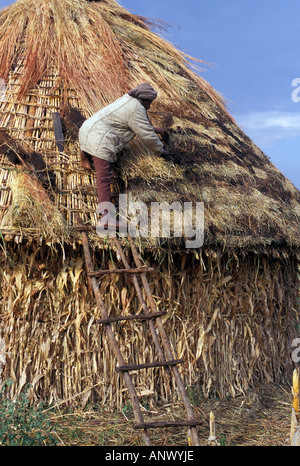 L'Afrique, l'Éthiopie, mettre un toit de chaume d'une hutte, dans un village de l'Oromo (MR) Banque D'Images