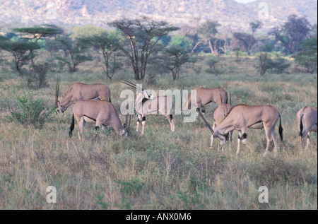Afrique, Kenya, Samburu National Park. Oryx de beisa Banque D'Images