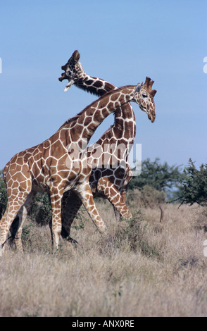 Afrique, Kenya, Lewa Downs. Les Girafes réticulés mâles s'engager dans des concours de striction pour établir une position dominante. Banque D'Images