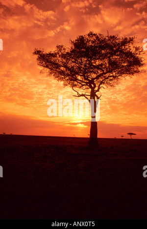 Kenya, Masai Mara National Reserve, Silhouetté Acacia au lever du soleil Banque D'Images