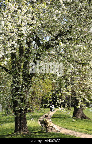 De cerise sauvage, cerise, gean, le merisier (Prunus avium), femme assise sur le banc de parc en vertu de l'arbre de la cerise sauvage, l'Allemagne, l'Saxony-An Banque D'Images