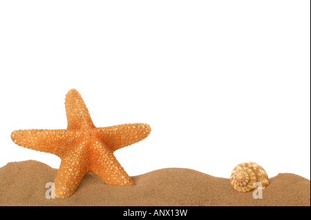 Les étoiles de mer et coquillage dans le sable à la frontière du châssis inférieur Banque D'Images