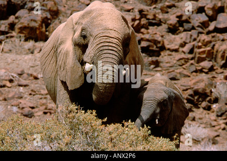 L'Afrique, la Namibie, le Damaraland. La mère et l'enfant les éléphants du désert aride de l'habitat en dur. Banque D'Images