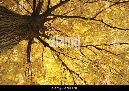 Tilleul à grandes feuilles, tilleul (Tilia platyphyllos), vue dans l'arbre haut avec golden autumnal leaves, Germany Banque D'Images