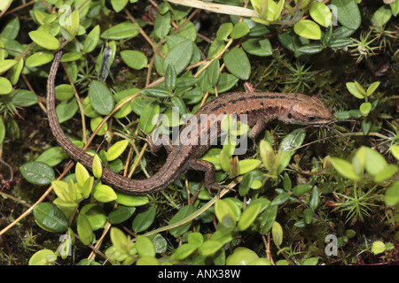 Lézard vivipare, lézard commun européen (Lacerta vivipara, Zootoca vivipara), manger, Germany, harvestman Banque D'Images