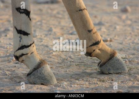 L'âne de Somalie (Equus asinus somalicus), détail du pied marquant Banque D'Images