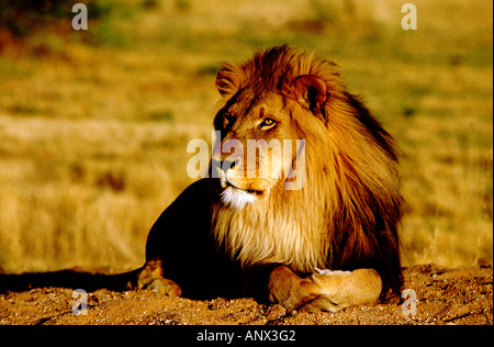 L'Afrique, la Namibie, l'Okonjima. Homme seul lion (Panthera leo) Banque D'Images