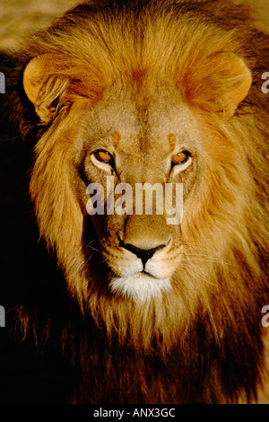 L'Afrique, la Namibie, l'Okonjima. Les mâles seuls lion (Panthera leo) Banque D'Images