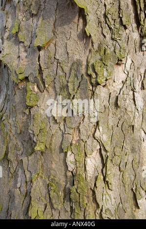 L'écorce écorce Rinde cortex peeling peau d'arbre en bois bois stilllife encore Banque D'Images