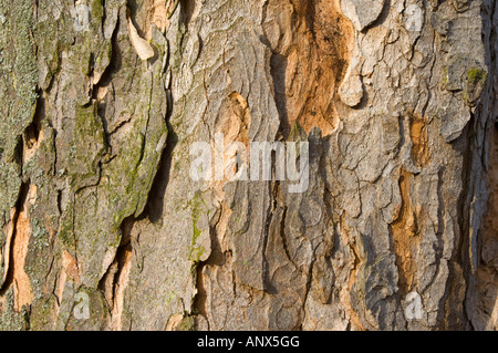 L'écorce écorce Rinde cortex peeling peau d'arbre en bois bois stilllife encore Banque D'Images