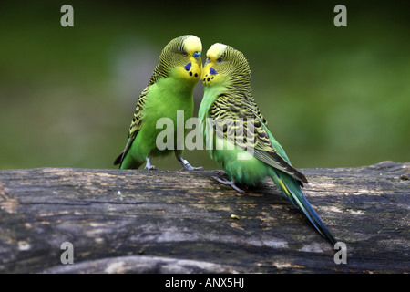 Perruche ondulée, perruche, perruche (Melopsittacus undulatus) mâles et femelles, de facturation Banque D'Images