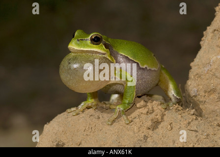 Comon, rainette rainette versicolore (Hyla arborea), coassant, Grèce, Samothraki Banque D'Images