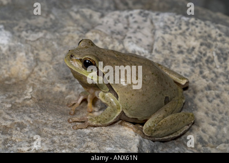 Comon, rainette rainette versicolore (Hyla arborea), individu gris, Grèce, Péloponnèse, Mani Banque D'Images