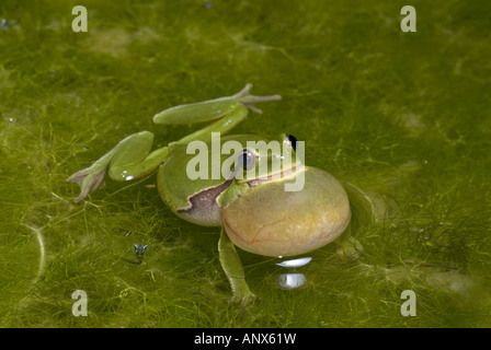 Comon, rainette rainette versicolore (Hyla arborea), coassant, Grèce, Péloponnèse, Mani Banque D'Images