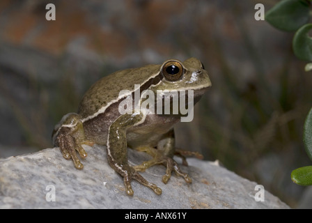 Comon, rainette rainette versicolore (Hyla arborea), brown, individuels, Péloponnèse, Grèce Mani Banque D'Images