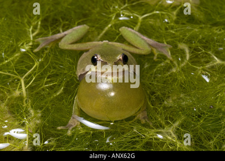 Comon, rainette rainette versicolore (Hyla arborea), coassant homme, Grèce, Péloponnèse, Mani Banque D'Images