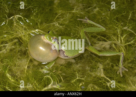 Comon, rainette rainette versicolore (Hyla arborea), coassant homme, Grèce, Péloponnèse, Mani Banque D'Images