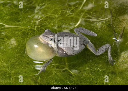 Comon, rainette rainette versicolore (Hyla arborea), gris et tacheté Rainette commune, Grèce, Péloponnèse, Mani Banque D'Images