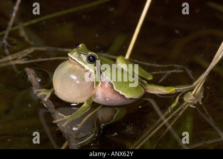 Comon, rainette rainette versicolore (Hyla arborea), coassant, Espagne, Burgos Banque D'Images