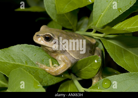 Comon, rainette rainette versicolore (Hyla arborea), personne de couleur étrange, Espagne, Burgos Banque D'Images